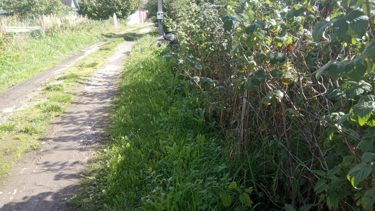 Эту малину надо вырезать и привести посадку в порядок