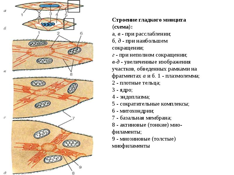 В состав входят клетки миоциты. Гладкие миоциты гистология строение. Строение миоцитов гистология. Гладкий миоцит строение гистология. Схема строения гладкого миоцита.