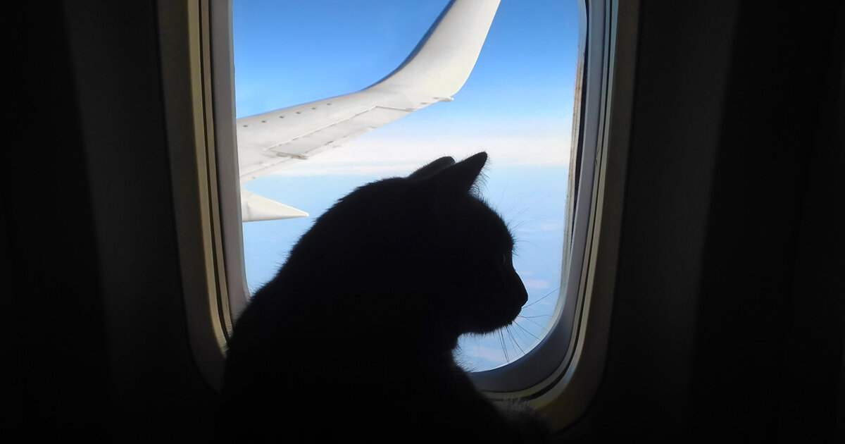 Автор статьи: Анна Кривцова, путешествует с йорком на самолете