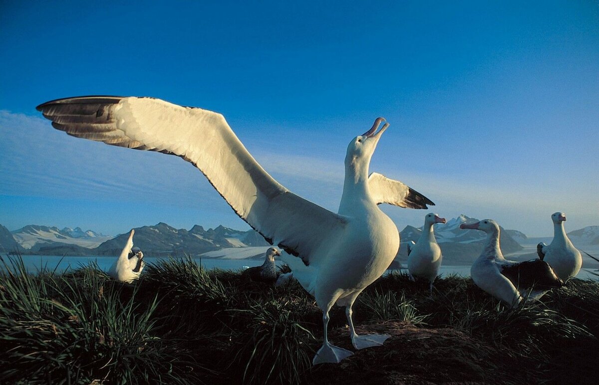 Величавые птицы. Птицы Антарктиды Альбатрос. Странствующий Альбатрос. Альбатрос в Антарктиде. Странствующий Альбатрос в Антарктиде.