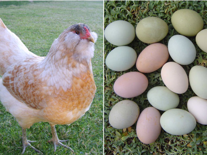 Доминант куры фото и их яйца