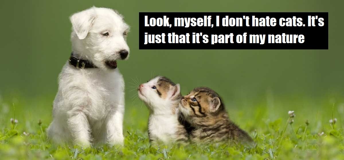 СЛУШАЙТЕ, Я НЕ НЕНАВИЖУ КОШЕК. ПРОСТО… ТАК УЖ ЗАДУМАНО ПРИРОДОЙ.