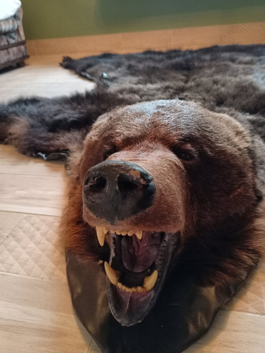 Шкура медведя в большом доме