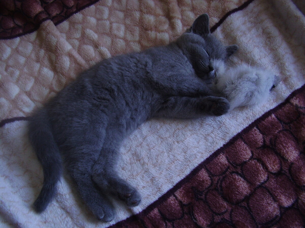 Соня еще котёнок)