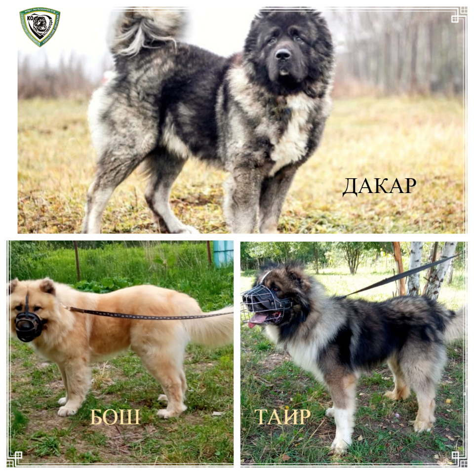 Три богатыря или три мушкетера?