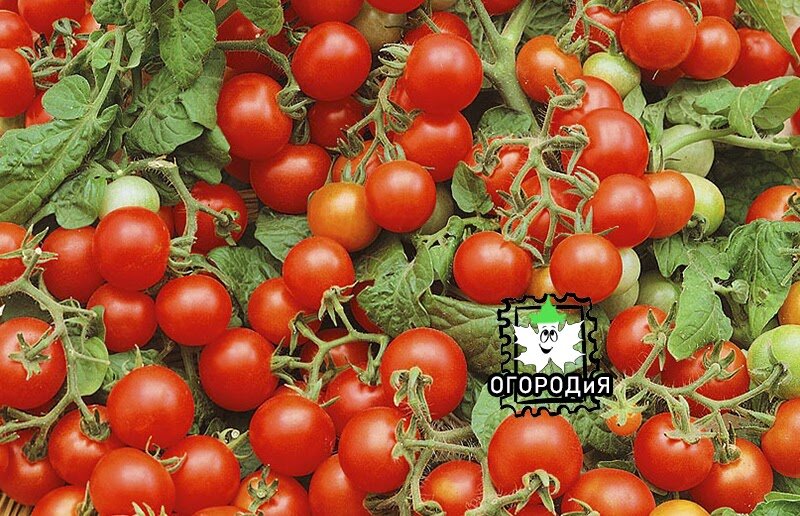 Томат Теплякофф F1