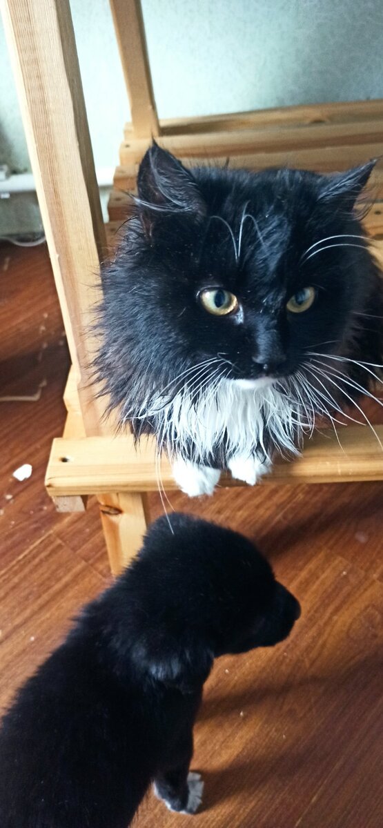 Котик и щенуля