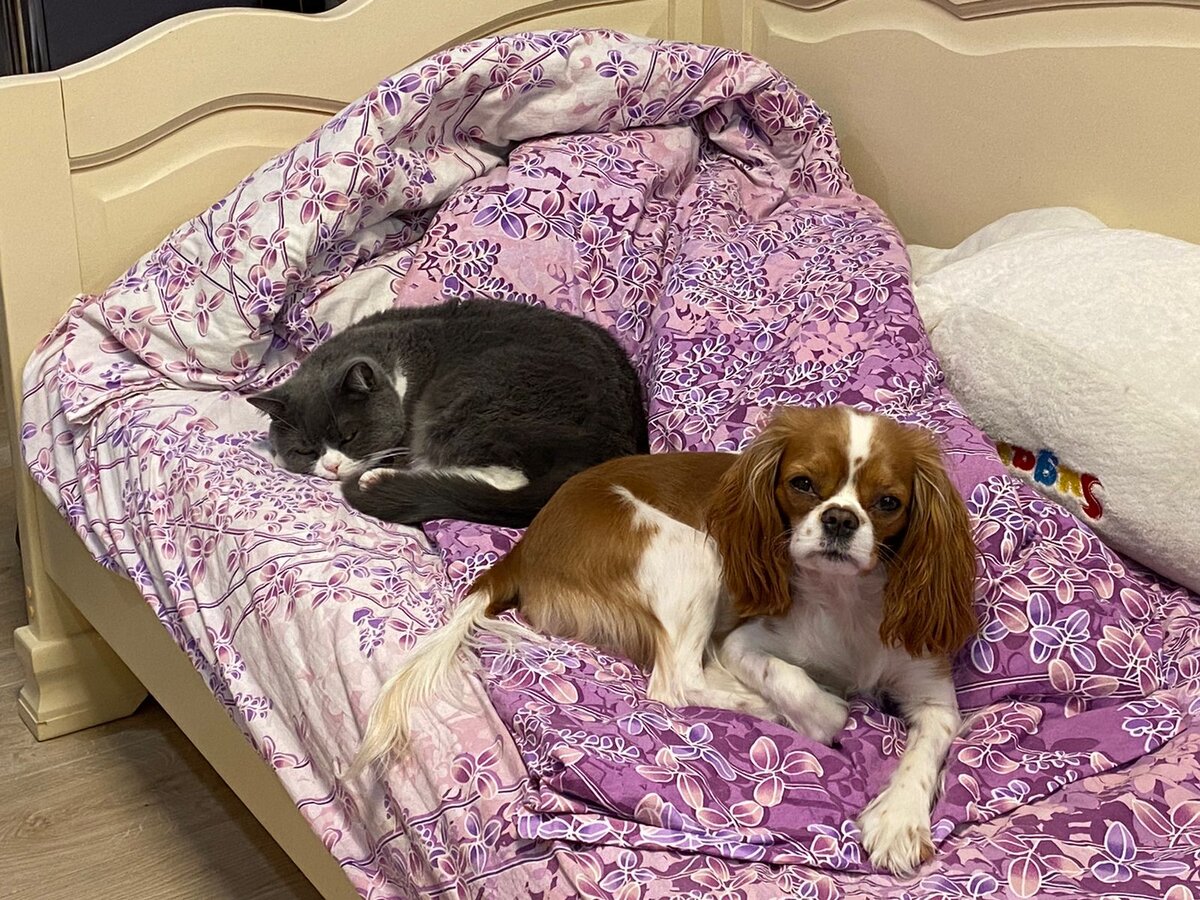 В смысле кот не собака? Но родственник же?