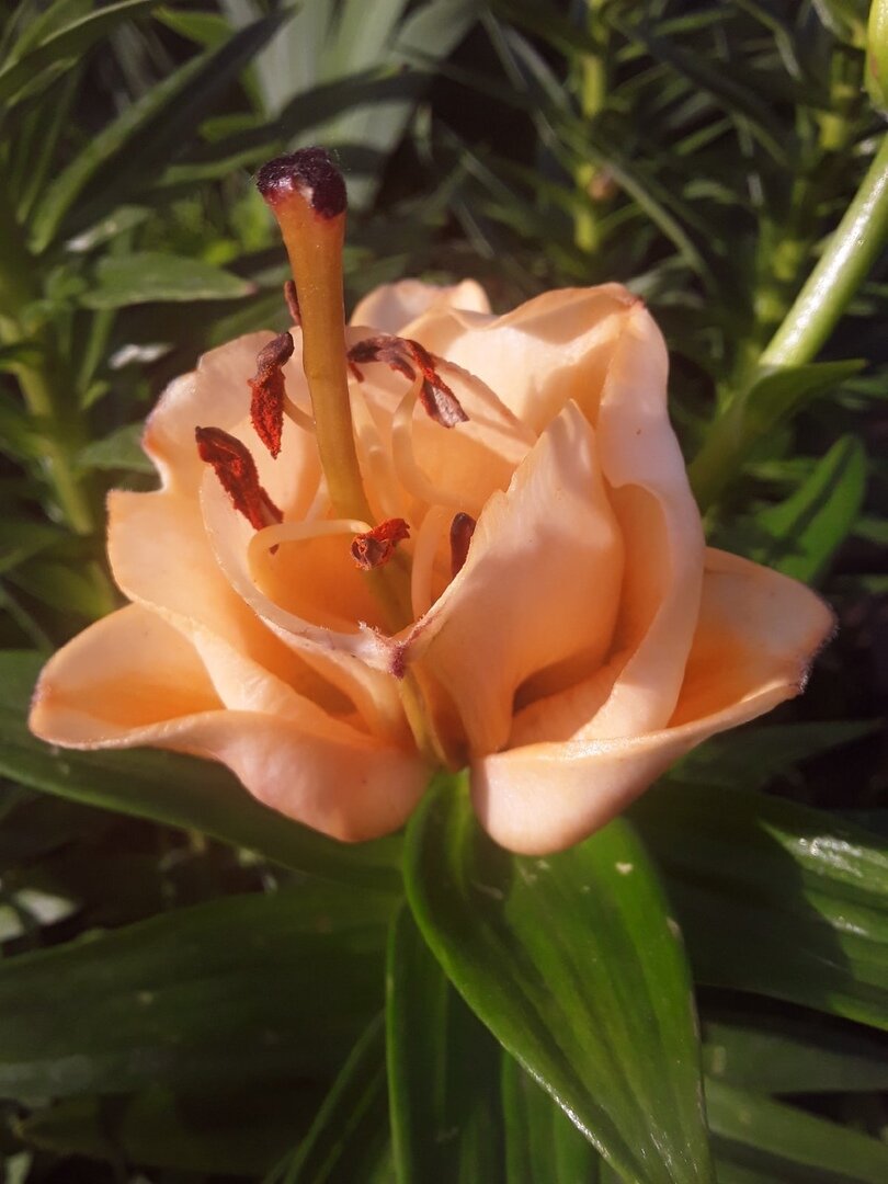 Лилия азиатская, сорт Apricot Fudge