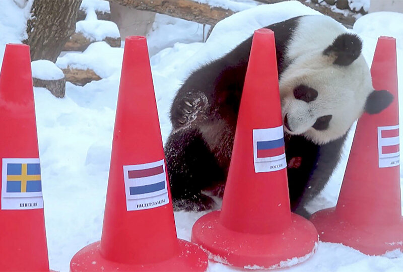 Предсказание победителей