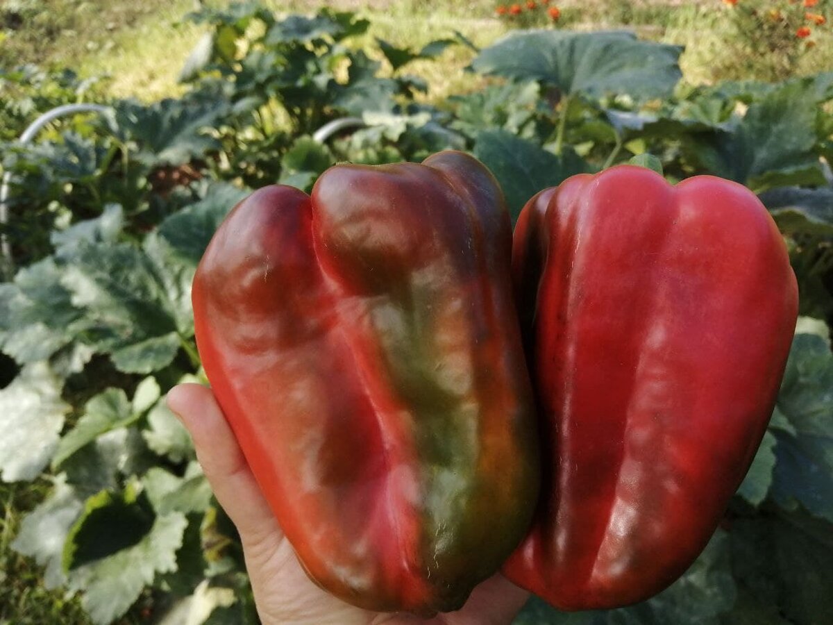 Фото автора Перец Кинг