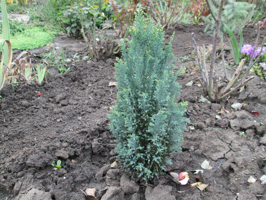 12.11.2013  КИПАРИСОВИК ЛАВСОНА " ЭЛВУДИ".