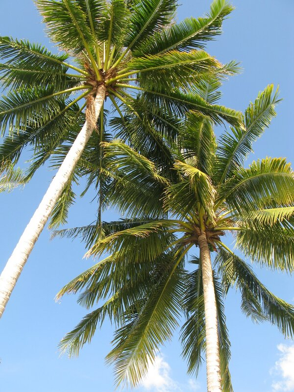 И вот где-то там висят орехи.