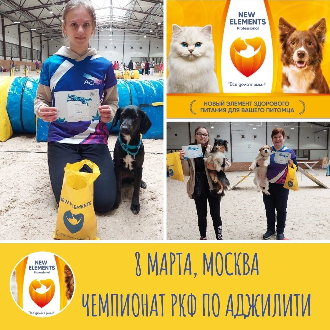 Чемпионат РКФ по аджилити