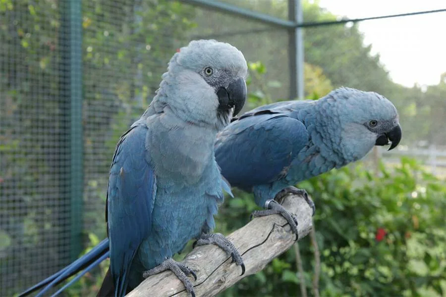 В зоопарке живут 5 видов попугаев каждому. Ара Спикса попугай. Голубой ара Спикса. Попугай Какаду голубой. Голубые попугаи ара вымерли.