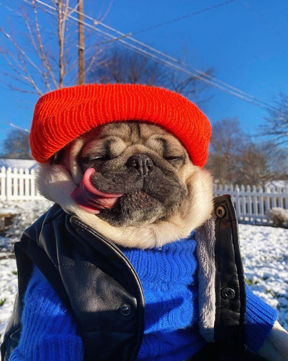 Дуг Мопс обратился к кино. Фото: @itsdougthepug/Instagram