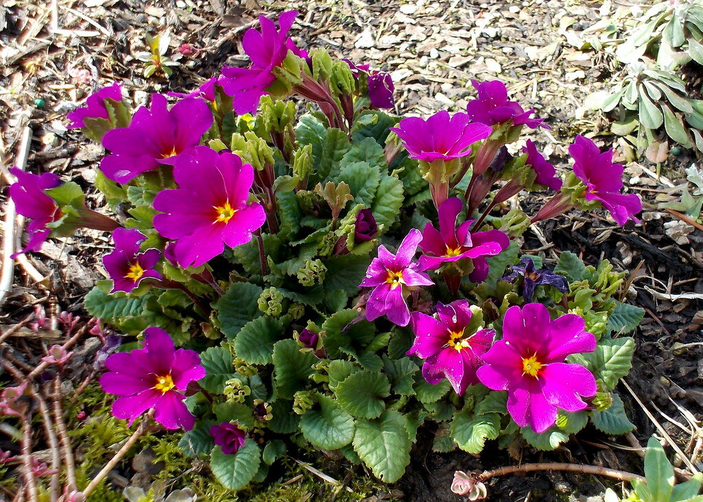 Primula juliae 'Wanda'