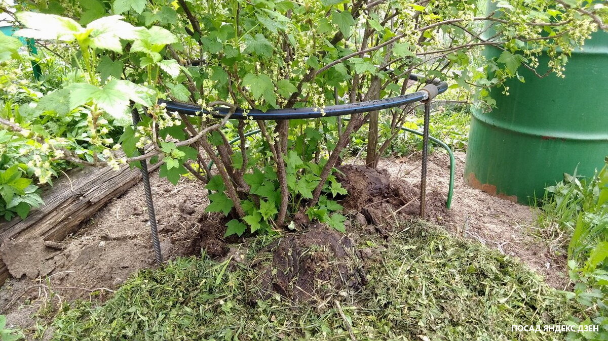 Куст зазеленел и уже не выглядит лысым. А когда нарастут нулевые побеги (сейчас они маленькие совсем), то и вообще будет выглядеть заросшим. Так что не стесняемся обрезать.