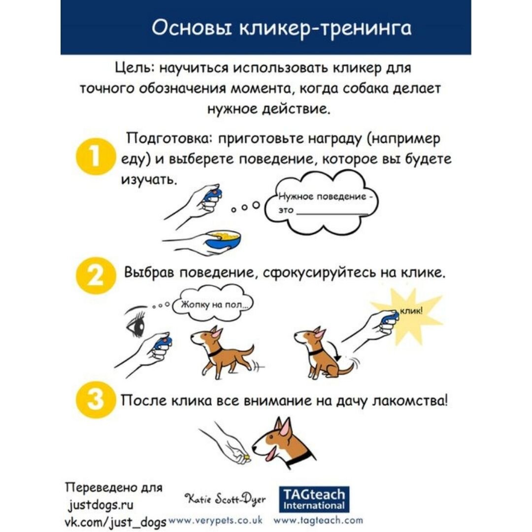 На фото: основы кликер-тренинга: инфографика