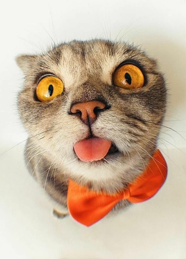 смешные животные 2022, смешные кошки 2022.