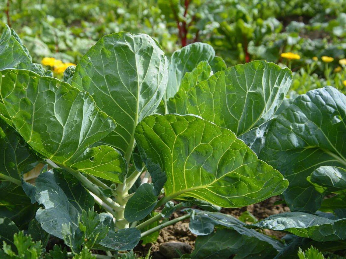 Фото: pixabay.com