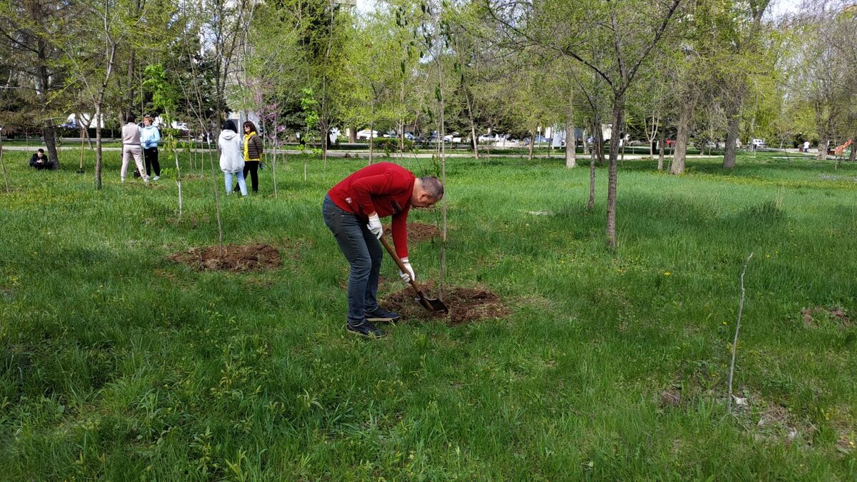 Высаживание деревьев и кустарников выпас скота. Посадка новых деревьев. посадка новых деревьев и кустарников. сажают лес. посадка кленов.