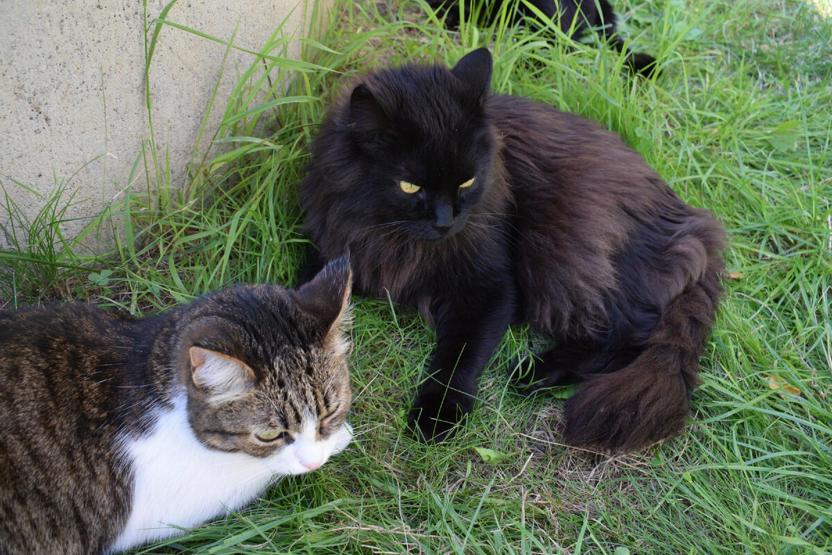 Дельфи и Макс