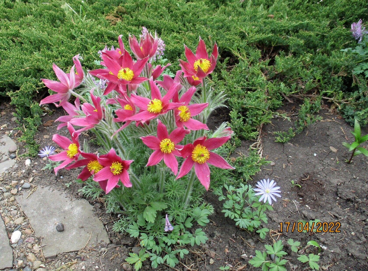 № 1    СМЕСЬ КРАСНЫХ СОРТОВ