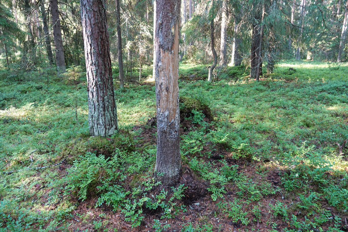 Медвежья метка на стволе ели. Фото автора.
