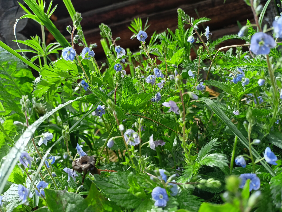 Просто красивые цветулёчики. Не в тему, зато сама делала.