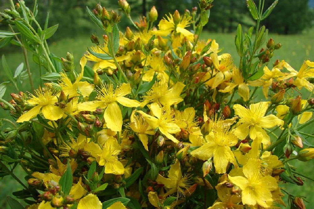 Зверобой
