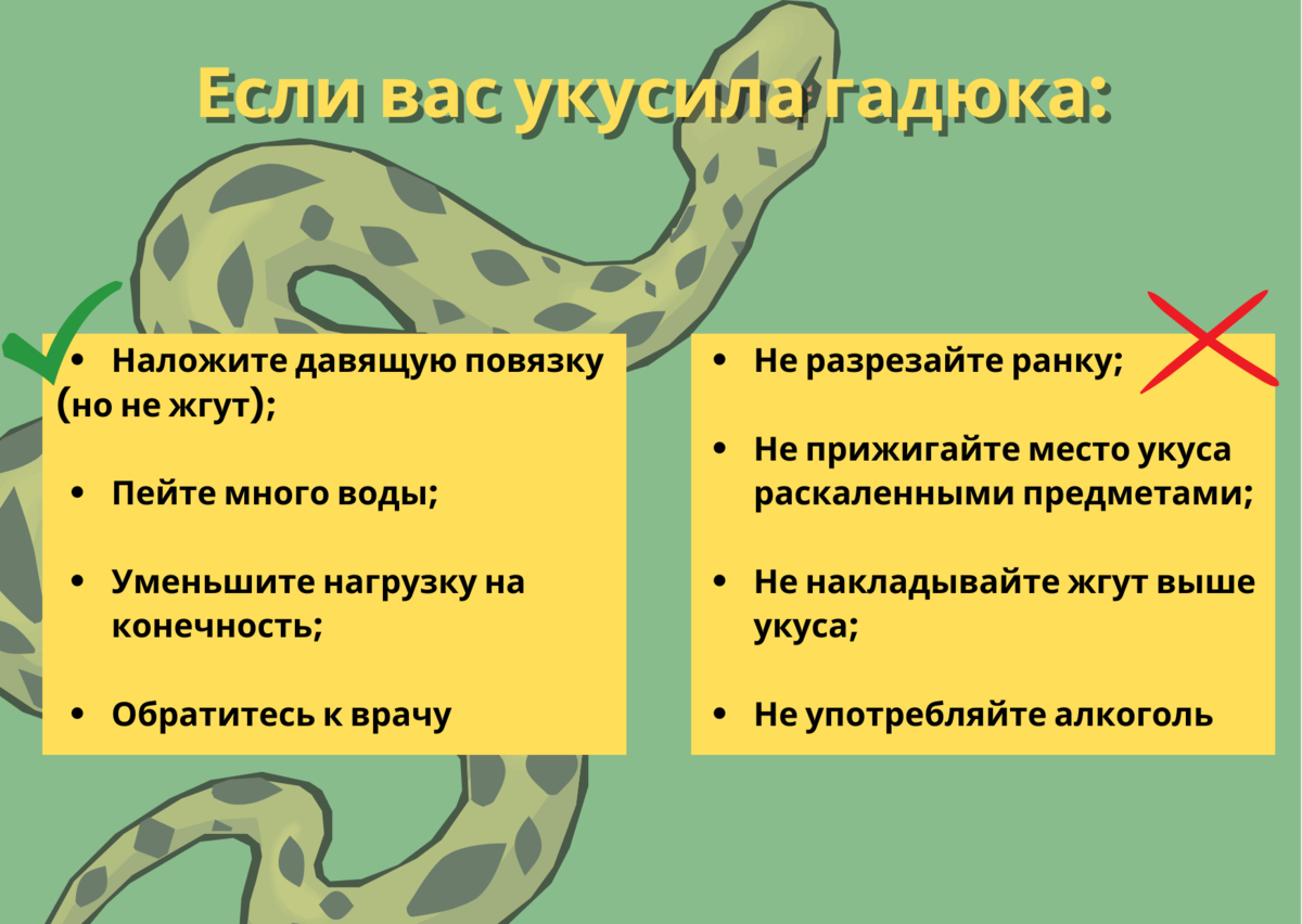 Как вести себя при встрече с гадюкой? | gkhyarovoe.ru