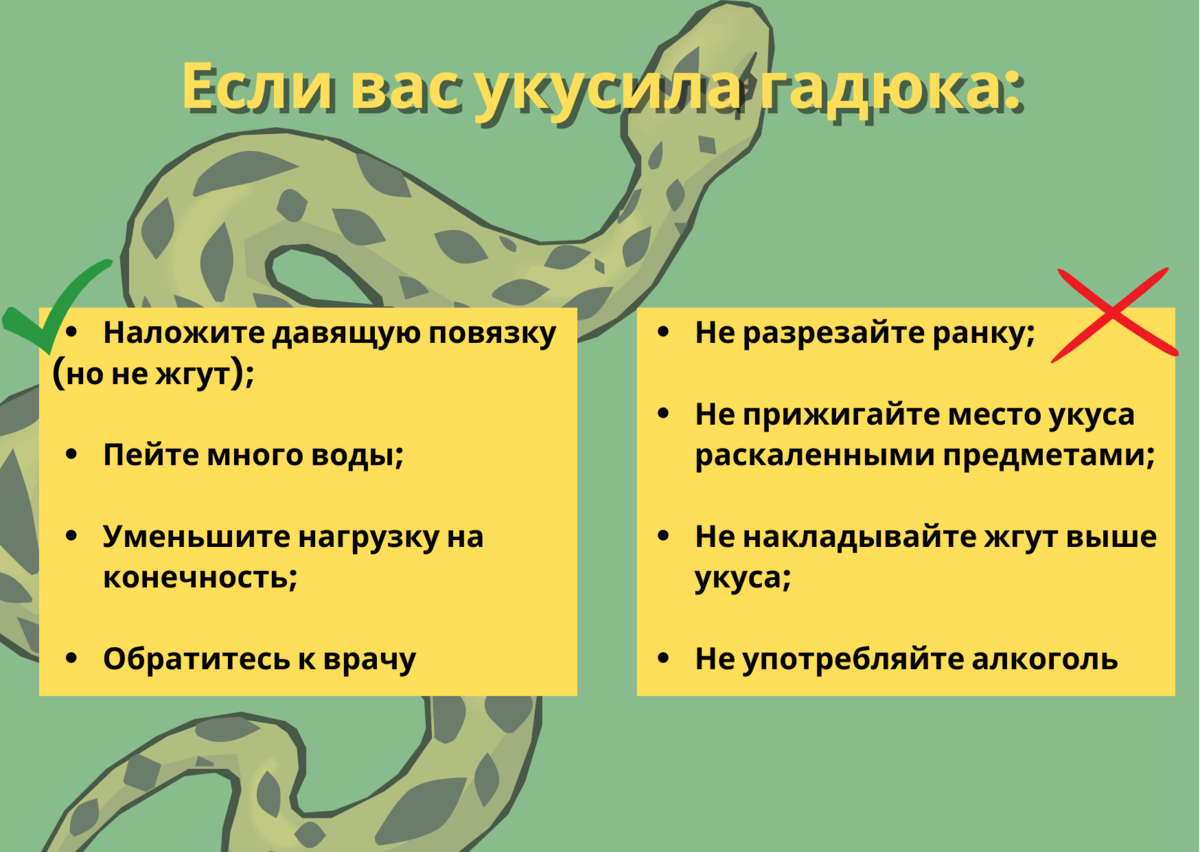 Регулярные вылазки на природу увеличивают вероятность встретить диких животных. Главным страхом для всех людей является встреча в лесу или парке со змеей.-4