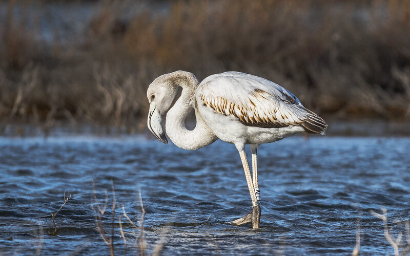 Молодая птица, розовый фламинго. Пока еще не совсем розовый. Фото Christian Ferrer(flickr.com)