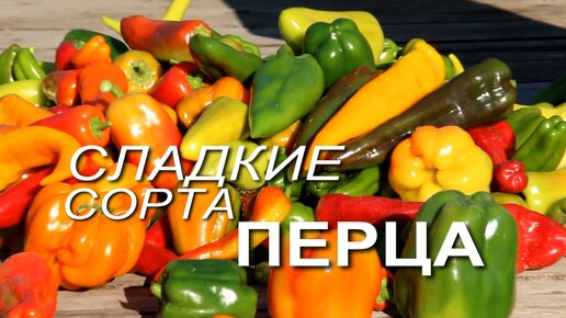 СЛАДКИЕ сорта ПЕРЦА, которые мне очень понравились!