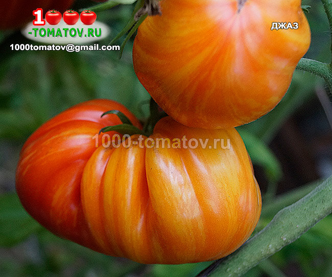 Томат Джаз Jazz ФОТО 2