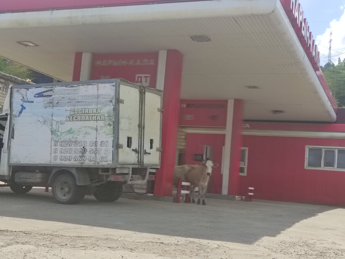 Заправка в Дагестане. Даже корова пришла сюда. Наверное, чтобы подзаправиться. 