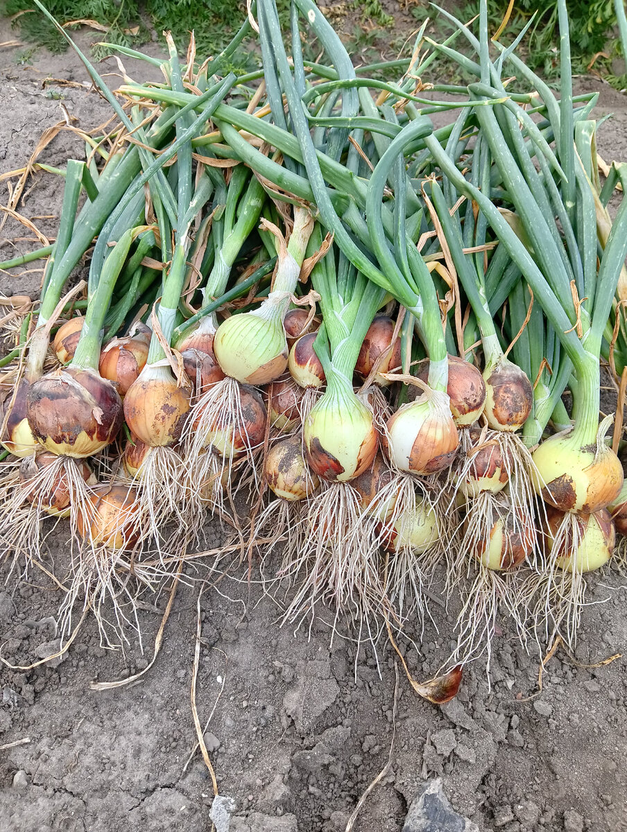 "Эксгибишн" из семечки.