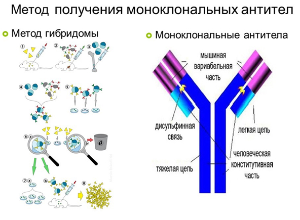 Моноклональные антитела иммунология презентация