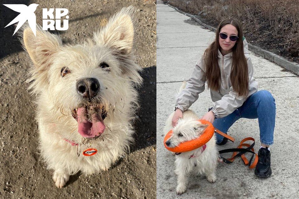     Девушка подобрала собаку на улице: на нее притравливали бойцовских псов. Фото: Предоставлено героем публикации