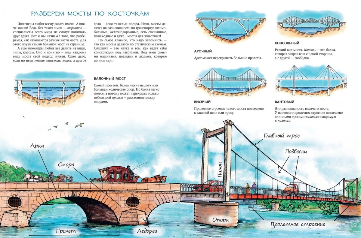 Рисунок моста анатомия