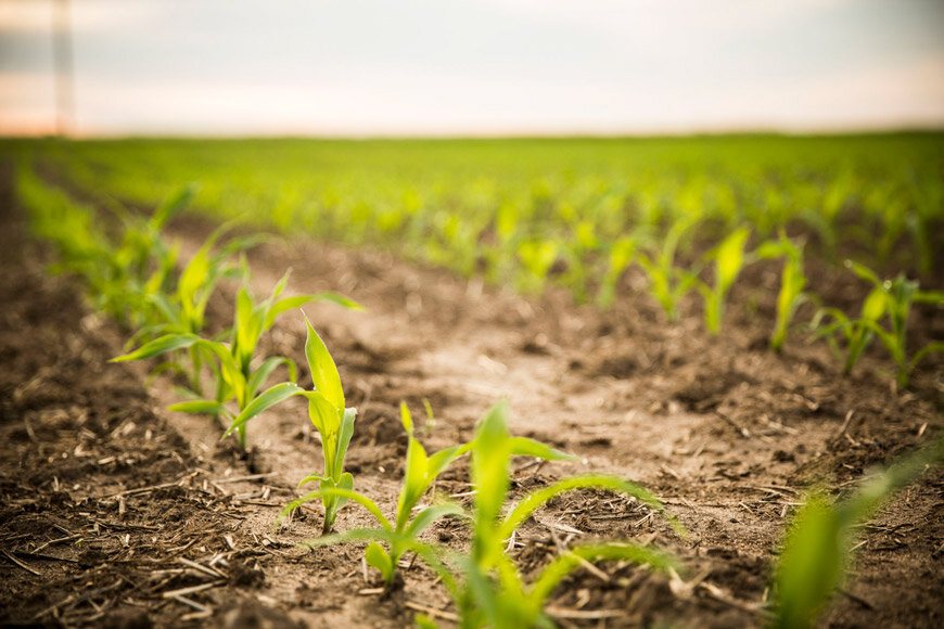 кукуруза посев в грунт