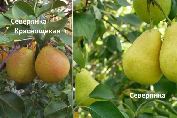 Особенности посадки и ухода за грушей Северянкой