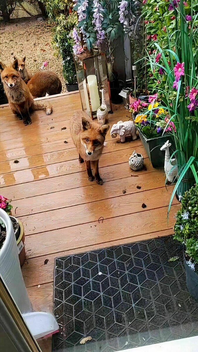    12 милых фото о том, что будет, если 25 лет кормить лис