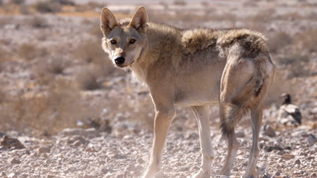 Теперь понимаете, зачем бабушке аравийского волка такие большие уши?