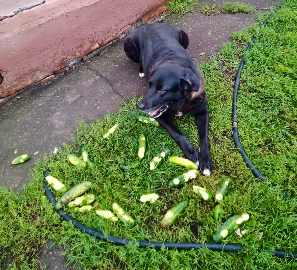 "А что такого-то? Витамины всем нужны))))))))))))"