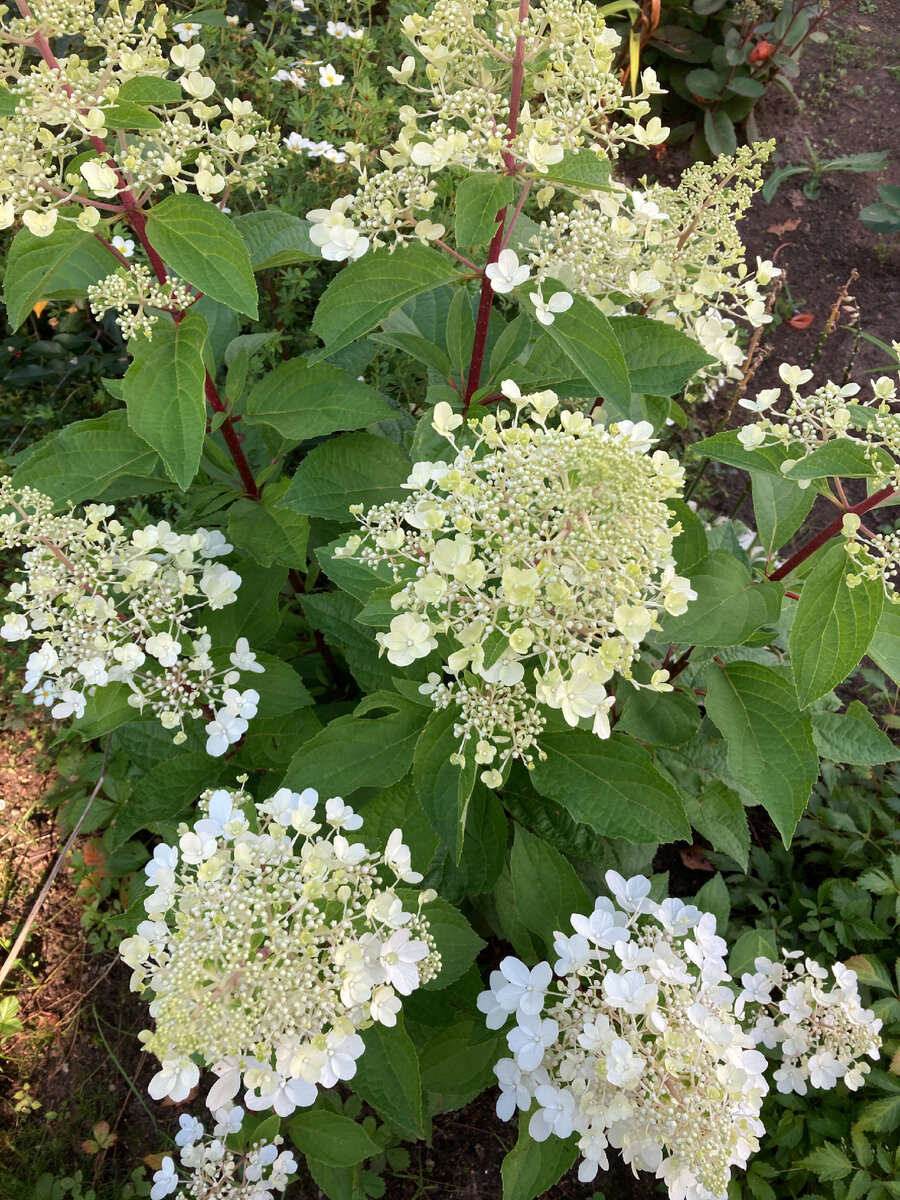 Пинки Винки в начале роспуска. Личное фото. 