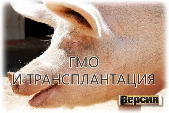    ГМО и трансплантация