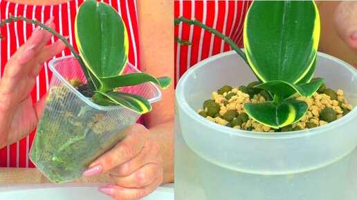 Орхидея Золотая обезьяна. Ей нужна только такая пересадка! Sogo Vieker ...