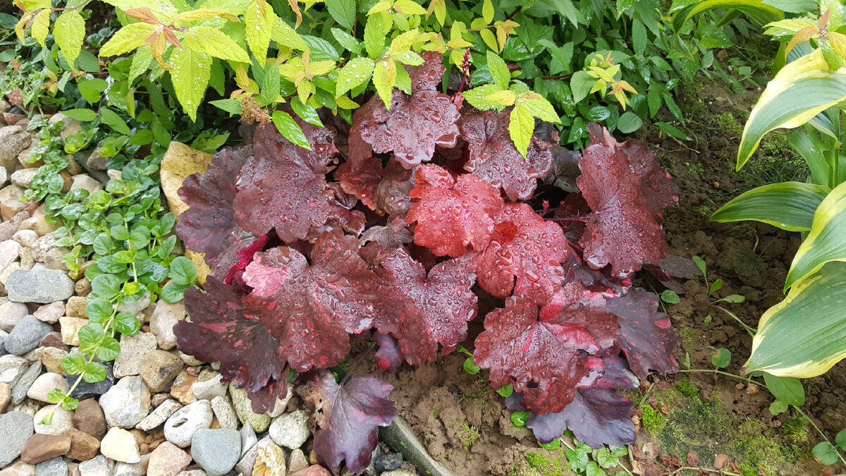 Heuchera Galaxy